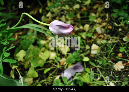 Tulip violet pourri sur les feuilles jaunes et floue fond d'herbe verte Banque D'Images