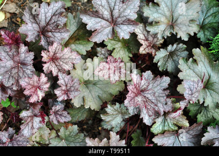 L'Érable vert rouge foncé (begonia), les feuilles en forme de plantes bio naturel texture de fond, vue du dessus Banque D'Images