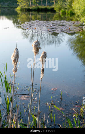 Joncs au bord du lac, dans le Yorkshire, UK avec des réflexions d'arbres sur l'étang Banque D'Images