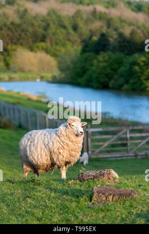 Moutons dans un champ sur une ferme, dans le Yorkshire, UK Banque D'Images