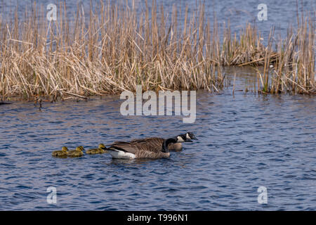 Deux Bernaches du Canada (Branta canadensis) adultes et cinq petits (poussins) de la natation. Banque D'Images