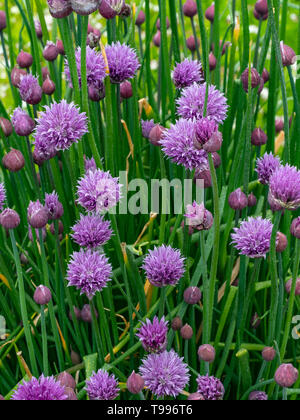 Allium schoenoprasum ciboulette en fleur Banque D'Images