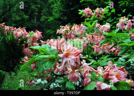 Corail rose fleurs rhododendrons sur bush, les feuilles vert foncé d'arrière-plan flou Banque D'Images