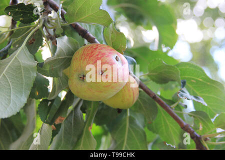 Red-green Apple endommagé par un ver sur une branche. Suumer jardin. Les pommes biologiques. Banque D'Images