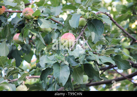 Les pommes rouge-vert endommagé par un ver sur une branche pommier Banque D'Images