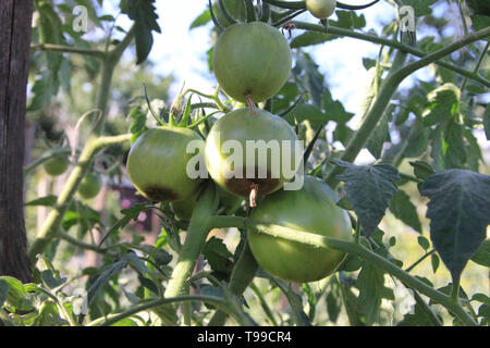 Les tomates vertes sont pourris sur la branche dans la jardin rural sur une journée ensoleillée. Les tomates sont endommagés Banque D'Images