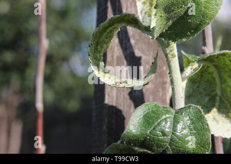 Les pucerons sont sucer le jus de la pomme et de l'ant est le pâturage sur la succursale dans les feuilles sur un fond de ciel bleu Banque D'Images