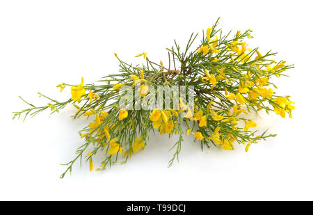 Genista corsica fleurs isolé sur fond blanc. Banque D'Images