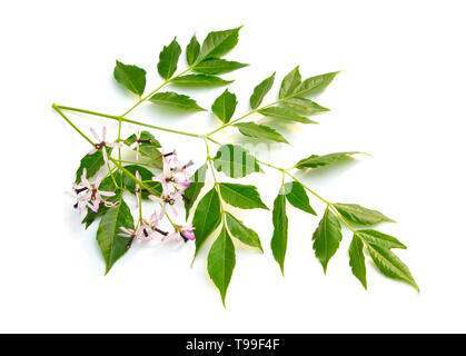 Melia azedarach, chinaberry tree fierté de l'Inde bead-tree, Cape lilac syringa berrytree lilas lilas Indiens Persan. Isolées. Banque D'Images