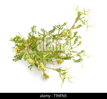 Sarcopoterium spinosum. En anglais il est connu sous le figuier, épineux, ou épineux Burnett. Isolé sur blanc. Banque D'Images