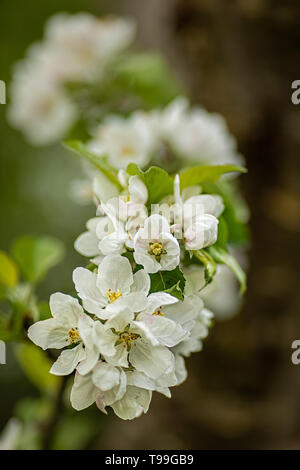 Fruit tree blossoms close up Banque D'Images