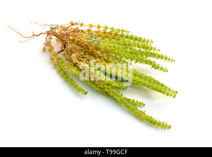 Valantia muralis plante. Isolé sur fond blanc Banque D'Images