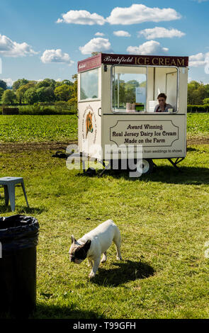 Ice cream panier dans le champ, le chien s'éloigner en premier plan, Ripley et décoratif Accueil Spectacle de récupération, Ripley, North Yorkshire, England, UK Banque D'Images