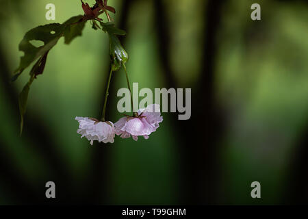 Deux fleurs d'un cerisier, beaucoup d'espace pour texte, isolé sur fond flou Banque D'Images