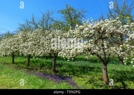 Floraison de petits arbres fruitiers dans une ligne diagonale Banque D'Images