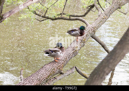 Les canards sauvages avec une bouteille brillant-vert tête en appui sur le tronc d'un arbre près de la rivière avec de l'eau couverts. peuplier Printemps Banque D'Images