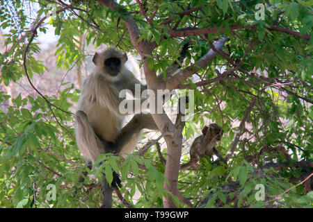 Langur Hanuman (singe, femelle avec cub) tout en se nourrissant dans les buissons avec les vieilles feuilles, ce qui permet à l'estomac avec trois sections Banque D'Images