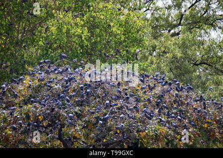 Blue rock multiplication pigeons assis sur les branches horizontales du platane. L'Inde Banque D'Images