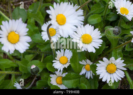 Gänseblümchen Ausdauerndes Mehrjähriges, Gänseblümchen, Gänseblümchen,-1074 Villa Alice, Tausendschön, Bellis perennis, anglais, Daisy Daisy commune, pelouse d Banque D'Images