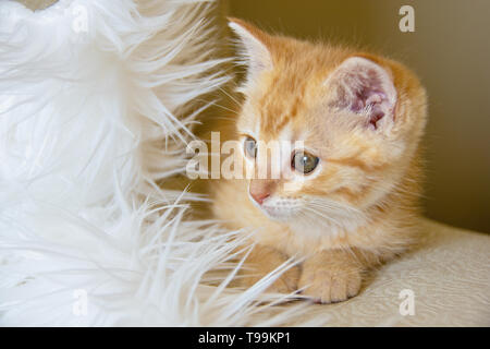 Close up of orange tabby kitten avec oreiller fausse fourrure blanche Banque D'Images