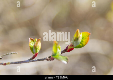 Au début du printemps, les feuilles vertes sur les arbres fleurissent d'bourgeons mûrs Banque D'Images