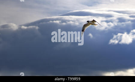 Vol d'oiseaux et regardant en bas prêt à plonger gull Banque D'Images