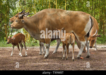 Javan banteng (Bos javanicus), également connu sous le nom de tembadau avec son nouveau-né au zoo Hellabrunn (Tierpark Hellabrunn) à Munich, Bavière, Allemagne. Banque D'Images