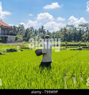 Agriculteur travaillant dans la belle terrasse de riz plantation près de Ubud, Bali, Indonésie, Asie du sud est Banque D'Images