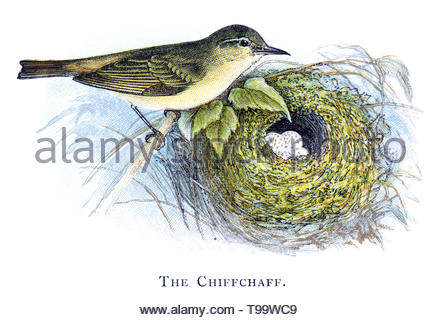 Grosbec casse-noyaux (Phylloscopus collybita) au nid avec des oeufs, vintage publié dans illustration 1898 Banque D'Images