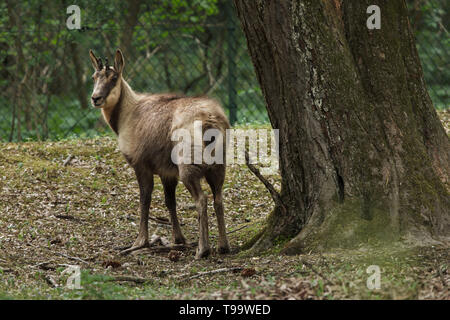 Abruzzo chamois (Rupicapra pyrenaica ornate). Des animaux de la faune. Banque D'Images