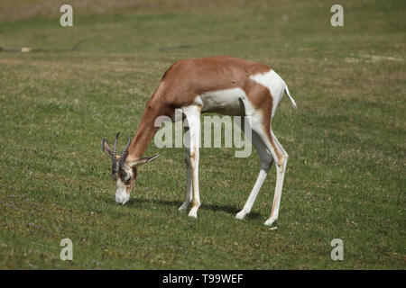 Gazelle de Mhorr Nanger dama mhorr (), également connu sous le nom de gazelle dama. Banque D'Images