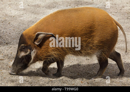 La rivière Rouge (porc-Potamochoerus porcus), aussi connu sous le potamochère. Banque D'Images