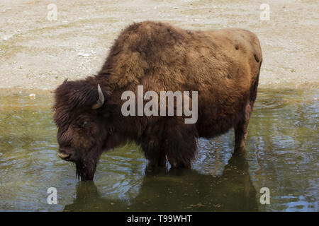 Le bison des bois (Bison bison athabascae), également connu sous le nom de la montagne du bison. Banque D'Images