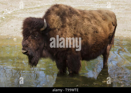 Le bison des bois (Bison bison athabascae), également connu sous le nom de la montagne du bison. Banque D'Images