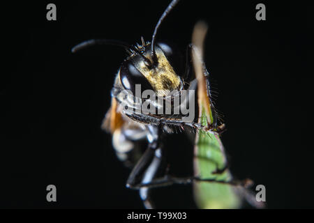 Une macro photo de l'abeille noire insecte sur la feuille verte avec fond noir isolé Banque D'Images