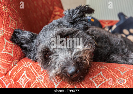 Friendly mignon chien type terrier noir photographié en lumière naturelle face au repos sur le bras d'un président et à la recherche jusqu'à l'appareil photo Banque D'Images