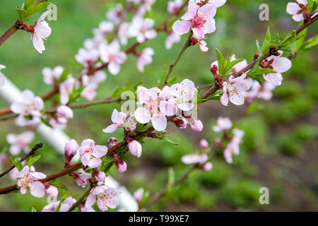 Verger au printemps avec des pêchers en fleurs. Vue rapprochée de branche avec petites feuilles vertes et fleurs roses du jardin en pêcher. Banque D'Images