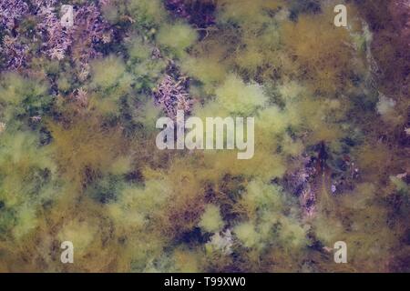 L'herbe intestinale (Ulva intestinalis) et l'herbe de corail (Corallina officinalis) dans un rockppol dans la zone littorale. Fife, côte. Écosse, Royaume-Uni. Banque D'Images