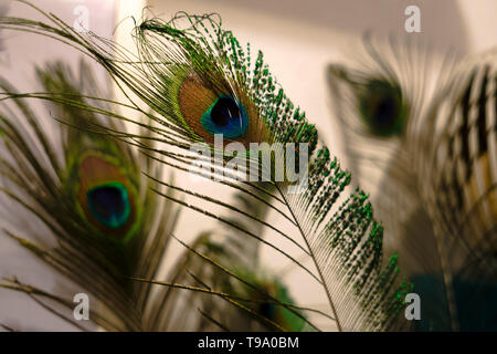 Les plumes de paon comme abstract background Banque D'Images