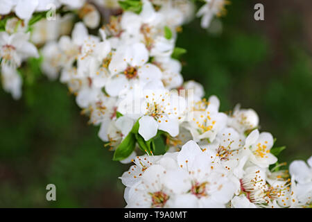 Vue rapprochée de l'abricotier en fleur sur la journée ensoleillée à l'extérieur. Printemps Banque D'Images