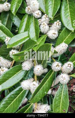 Prunus laurocerasus Cherry Laurel, Hedge Banque D'Images