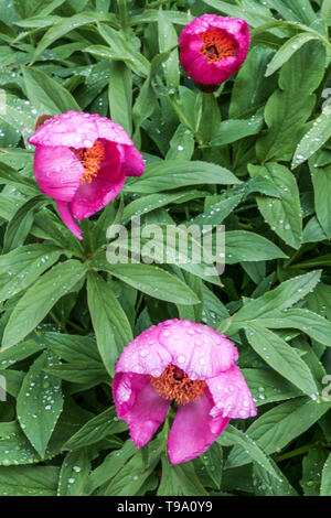 Paeonia arietina Anderson, pivoine pourpre, de pivoines, de goutte d'eau sur une fleur Banque D'Images