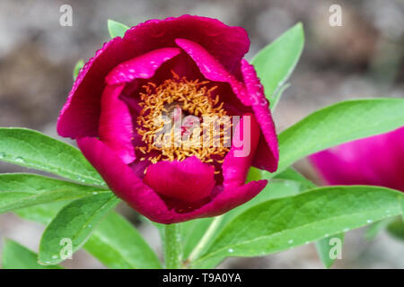 La pivoine Paeonia mascula, corail, rouge pivoine, de pivoines Banque D'Images