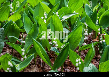 Muguet, Convallaria majalis sous les arbres en pleine croissance Banque D'Images