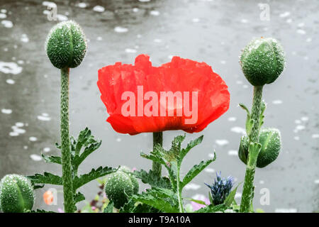Papaver rouge bud, bourgeons, pavot d'Orient Banque D'Images