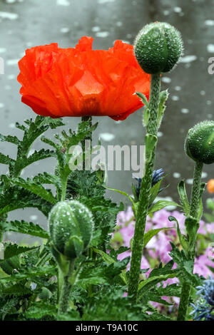 Papaver rouge bud, bourgeons, pavot d'Orient Banque D'Images