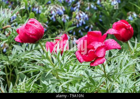 Feuille de fougère, la pivoine Paeonia 'mouthii', rouge pivoine, de pivoines, de belles fleurs de jardin, Symphytum azureum Banque D'Images