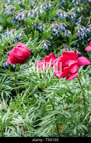 Feuille de fougère, la pivoine Paeonia 'mouthii', rouge pivoine, pivoines, Symphytum azureum Banque D'Images