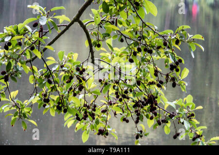 Spaehts l'aulne, Alnus x spaethii Banque D'Images