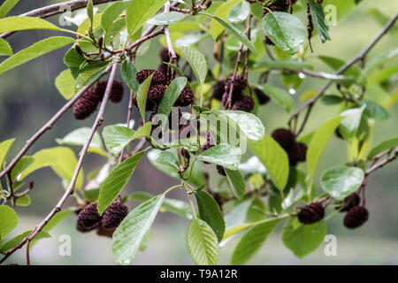 Spaehts l'aulne, Alnus x spaethii Banque D'Images